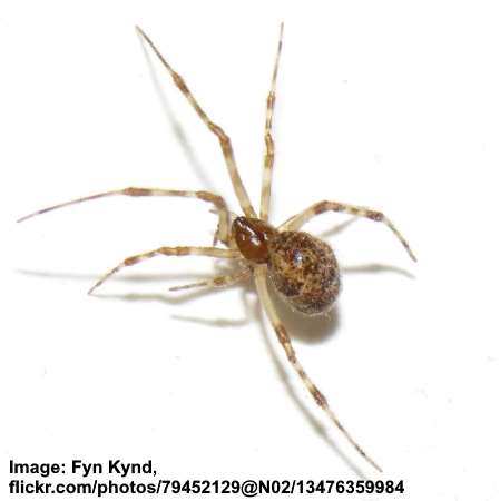 Common House Spider (Parasteatoda tepidariorum)