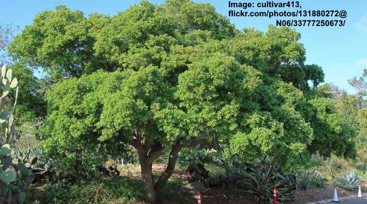 Texas Live Oak Tree (Quercus fusiformis)