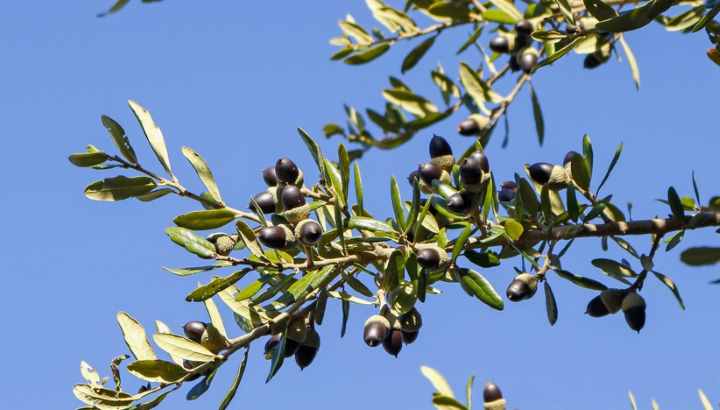 Live Oak Tree Acorns