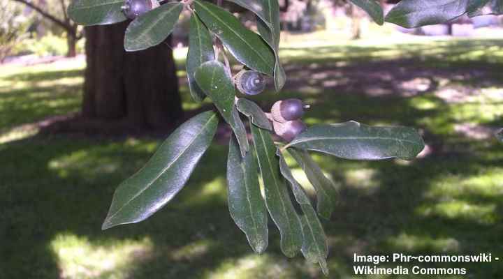 Live Oak Tree Leaves