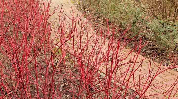 Red Twig Dogwood 