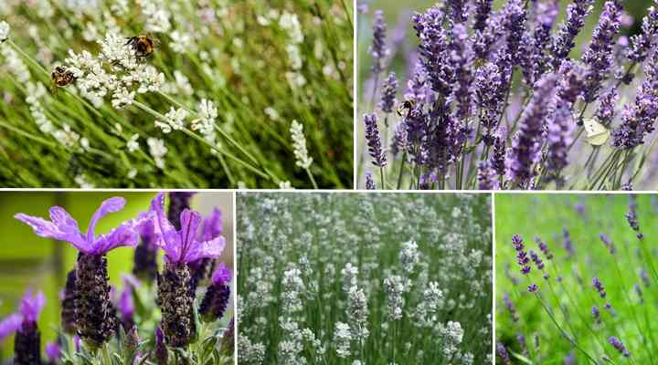 Lavender Flower: Types, Growing, Planting, Watering, Pruning and Care