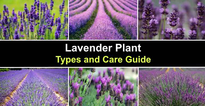 lavender plant types