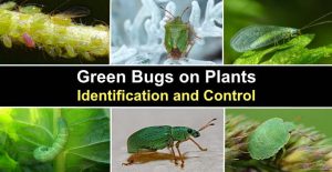 Green Bugs on Plants (Pictures) - Identification and Control