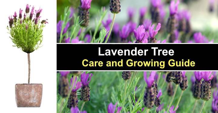 How to care for lavender indoors - Quora