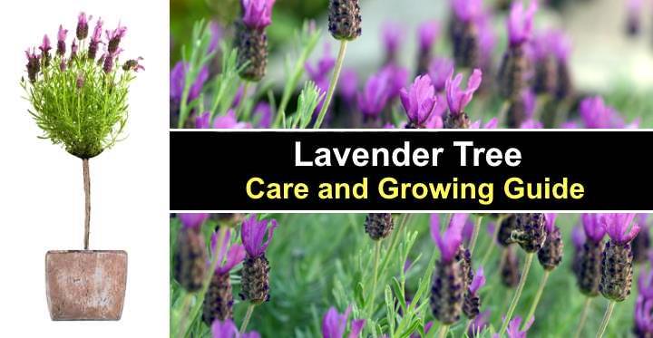 lavender-tree-care-and-growing-guide-watering-pruning-and-more