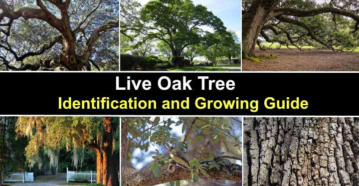 southern live oak tree leaves