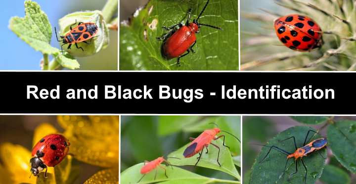 15 Red and Black Bugs (Pictures) - Insect and Bug Identification