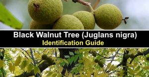 Black Walnut Tree Identification Guide: Leaves, Bark (With Pictures)