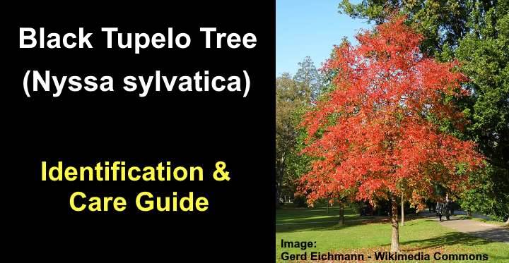 Black Tupelo Tree: Leaves, Bark (Pictures) - Identification and Care Guide