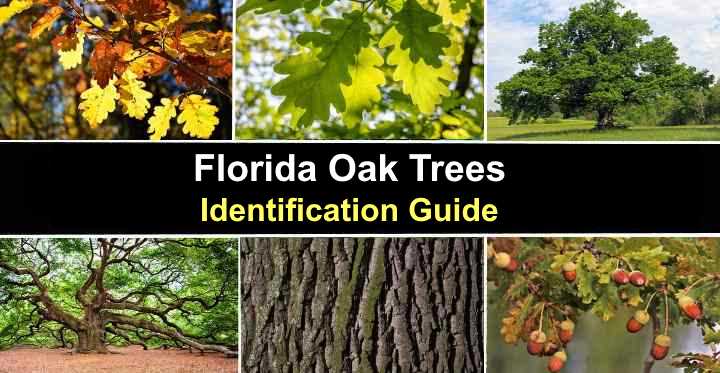 Types Of Florida Oak Trees With Their Bark And Leaves Identification ...