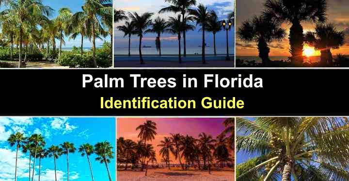 Types of Palm Trees