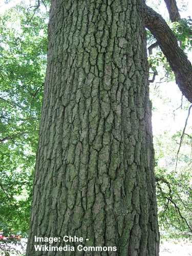 Black Tupelo Tree: Leaves, Bark (Pictures) - Identification and Care Guide