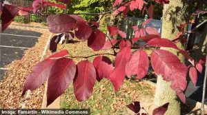 White Ash Tree: Leaves, Bark (Pictures) - Identification Guide