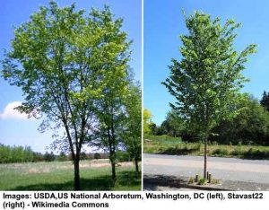 American Elm Tree: Leaves, Bark (Pictures) - Identification and Care