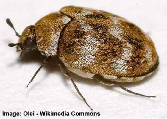 Varied Carpet Beetle (Anthrenus verbasci)