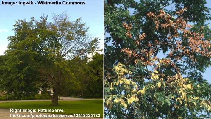 American Elm Tree: Leaves, Bark (Pictures) - Identification and Care