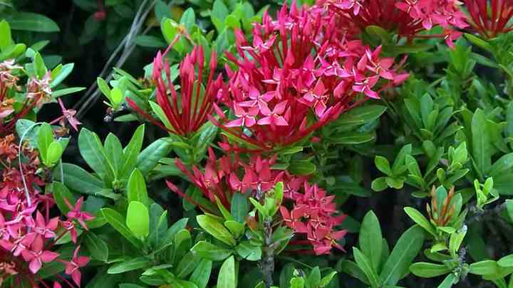 Heather Bush - Red – Sola Wood Flowers