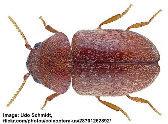 Cigarette beetles (Lasioderma serricorne)