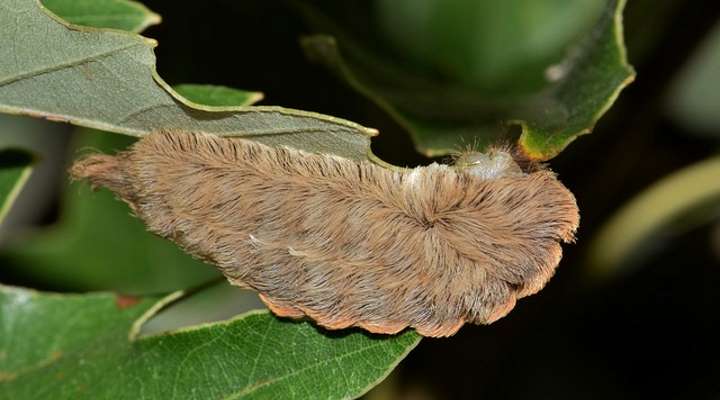 Southern Flannel Caterpillar (Megalopyge opercularis)