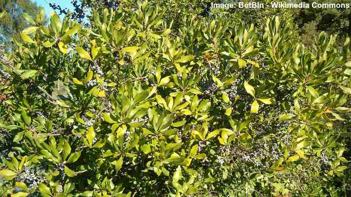 Southern Wax Myrtle (Morella cerifera)