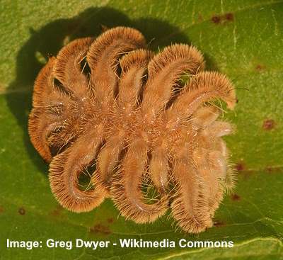 Monkey Slug Caterpillar (Phobetron pithecium)