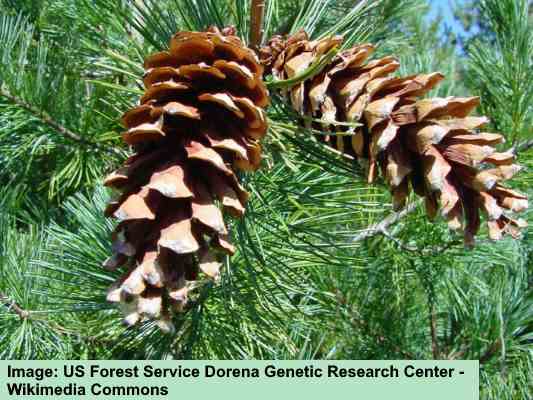 Open and Dried Pine Cones Mixed Sizes 4-7cm: Natural Professional Quality 