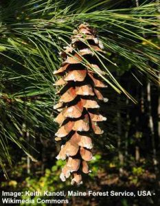 Types of Pine Cones: Large, Small, Giant, and More (with Pictures ...