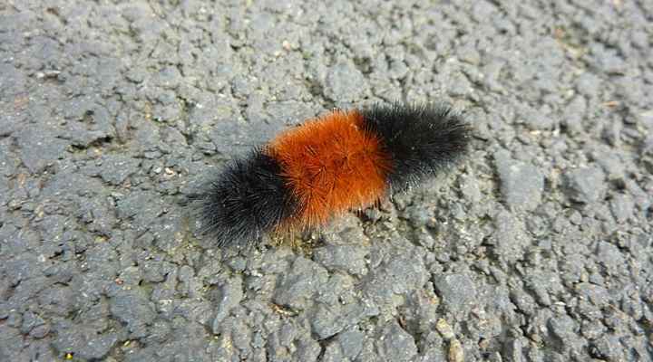 Woolly Bear Caterpillar (Pyrrharctia isabella)