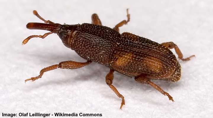 Rice Weevil (Sitophilus oryzae)