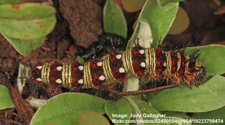 American Painted Lady Butterfly Caterpillar (Vanessa virginiensis)