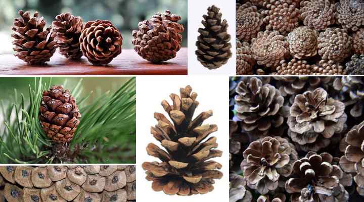 3 x bags of 10 natural pine cones size approx 3cm - 6cm Pine cones/Fir cones 