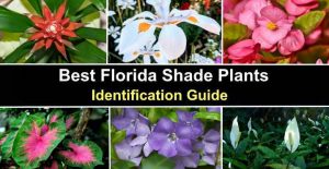 The Best Florida Shade Plants - Pictures and Identification Guide