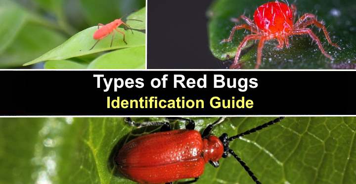 Types of Red Bugs (Including Tiny Bugs): Pictures and Identification