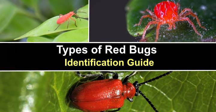 Types Of Red Bugs Including Tiny Bugs Pictures And Identification   Post1894 