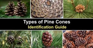 Types of Pine Cones: Large, Small, Giant, and More (with Pictures ...