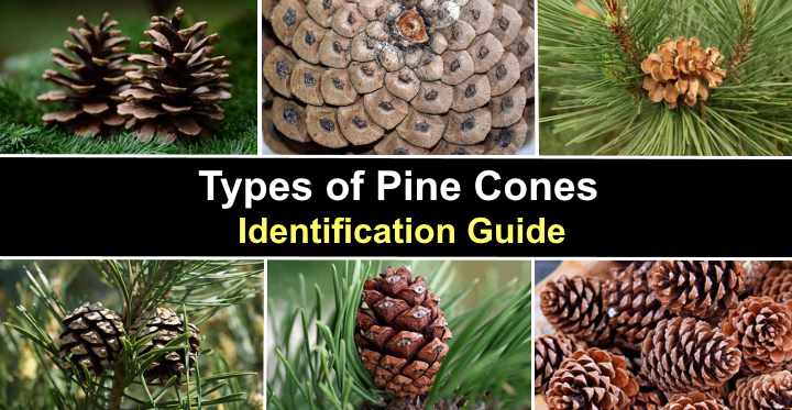 Types Of Pine Cones Large Small Giant And More With Pictures Identification Guide 2469