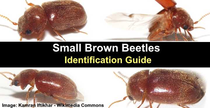 Small Brown Beetles In The House And Outside With Pictures Identification   Post1897 