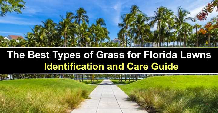 The Best Types of Grass For Florida Lawns (Pictures) - Identification ...