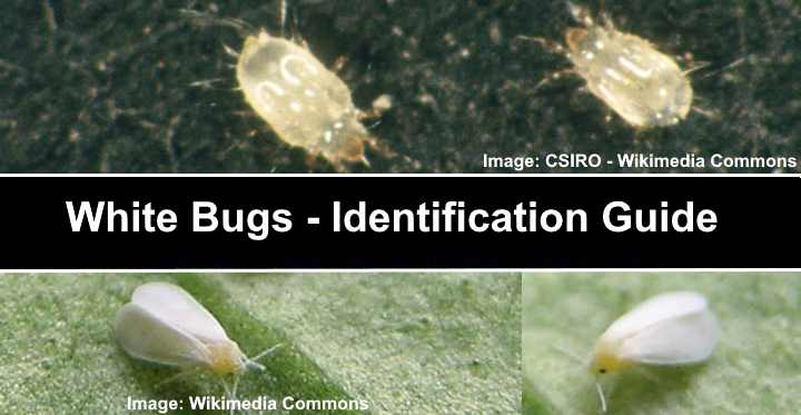 Types of White Bugs (Including Tiny Bugs) - Pictures and Identification