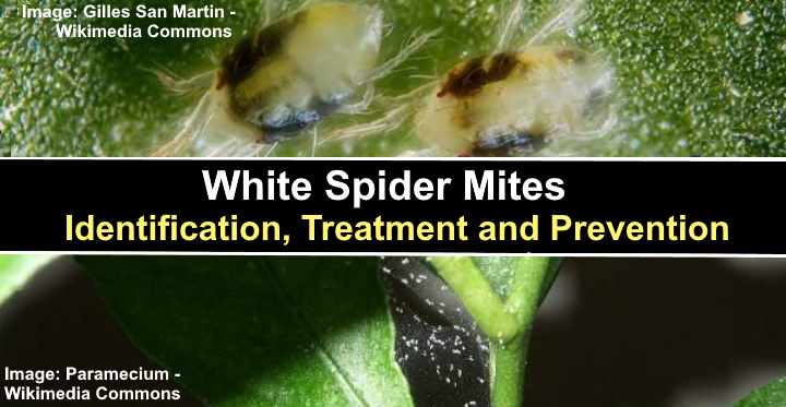 White Mites: Identification, Treatment and Prevention of White Spider Mites