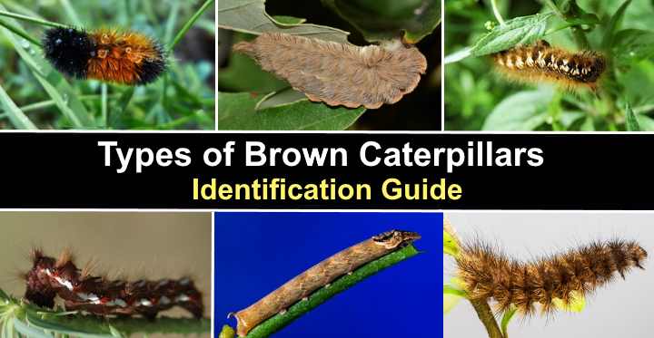 18 Types Of Brown Caterpillars With Pictures Identification