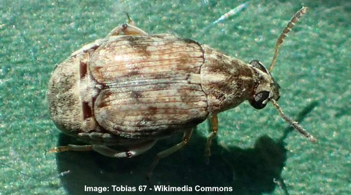 Bean weevils (Acanthoscelides obtectus)