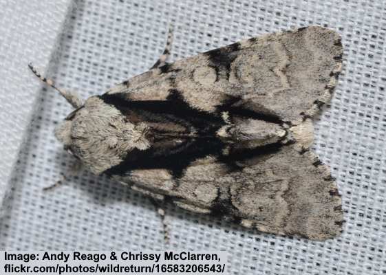 Acronicta funeralis moth