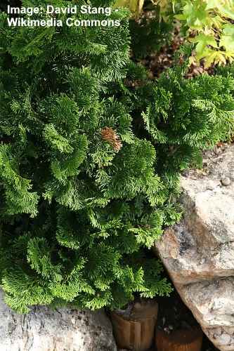 Dwarf Hinoki Cypress Tree (Chamaecyparis obtusa)
