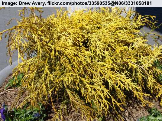 Gold Mop Cypress (Chamaecyparis pisifera ‘Golden Mop’)