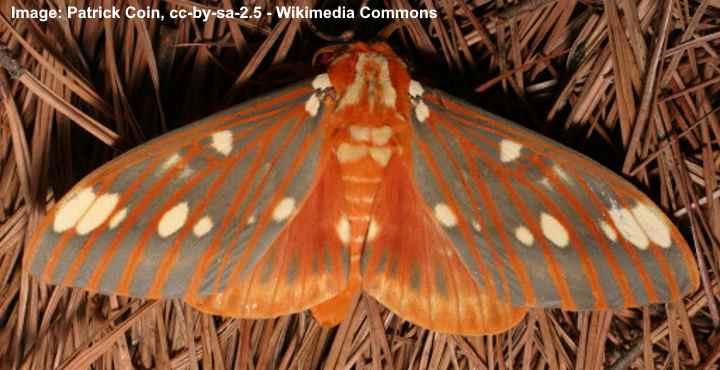 Citheronia regalis moth