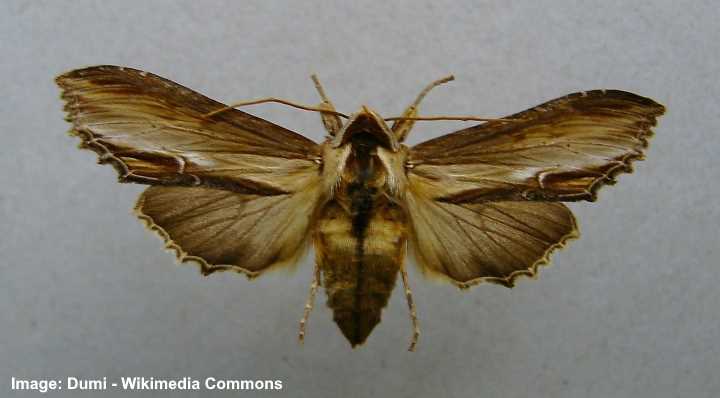 Cucullia verbasci moth