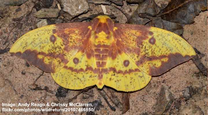 Eacles imperialis moth