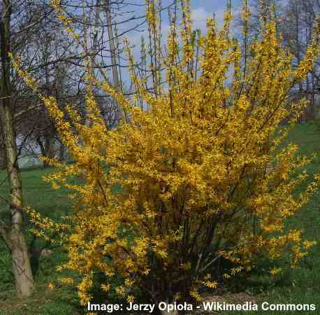 Border Forsythia (Forsythia x intermedia)